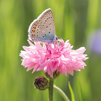 Perennial Mixed Cornflower Seeds