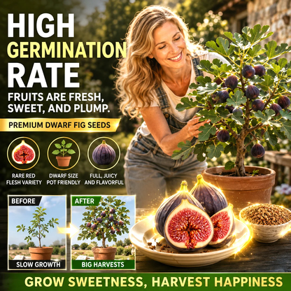 🌳🌳 High-Yield Dwarf Fig Tree – Fast-Growing, Sweet & Crisp Fruit, Perfect for Pots, Balconies & Farms