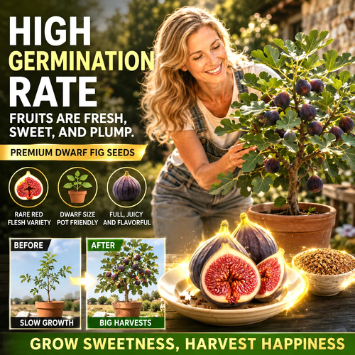 🌳🌳 High-Yield Dwarf Fig Tree – Fast-Growing, Sweet & Crisp Fruit, Perfect for Pots, Balconies & Farms