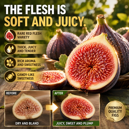 🌳🌳 High-Yield Dwarf Fig Tree – Fast-Growing, Sweet & Crisp Fruit, Perfect for Pots, Balconies & Farms