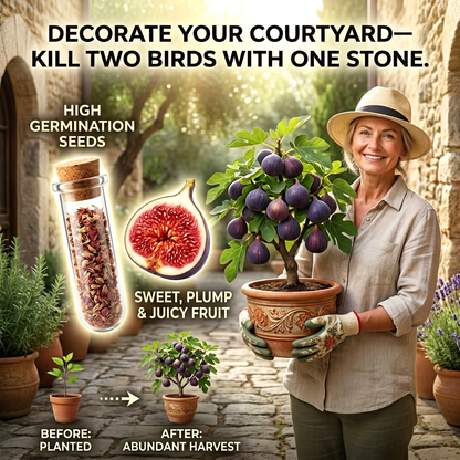 🌳🌳 High-Yield Dwarf Fig Tree – Fast-Growing, Sweet & Crisp Fruit, Perfect for Pots, Balconies & Farms