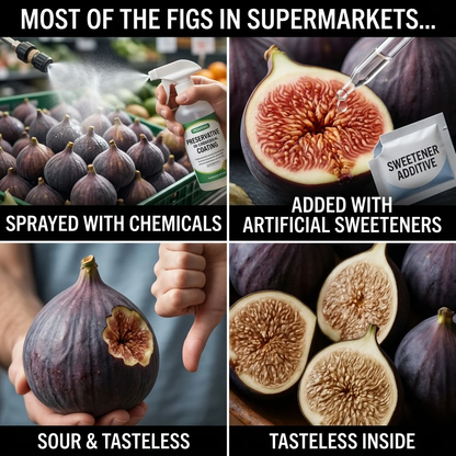 🌳🌳 High-Yield Dwarf Fig Tree – Fast-Growing, Sweet & Crisp Fruit, Perfect for Pots, Balconies & Farms